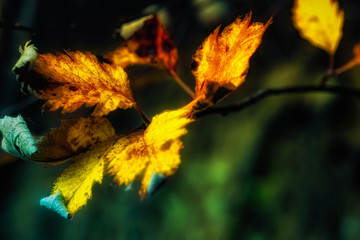 autumn