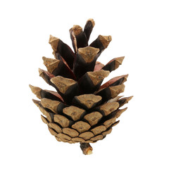 pine cone isolated on a white