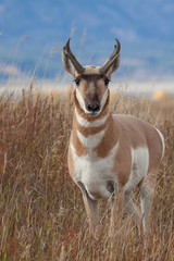 Pronghorn Antelope Buck in Autumn