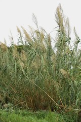 Giant reed (Arundo donax) / Giant reed (Arundo donax) is a perennial of gramineae that lives near the coast,and the stem is the material of the reed part such as the clarinet. 