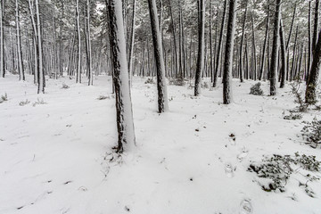 Winter fairy tale in the city park, snowy forest, white trees in the fluffy soft snow