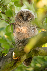 Juvenile long-eared owl in the morning sun