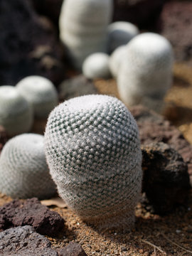 Epithelantha horizonthalonius commonly known as Button Cactus
