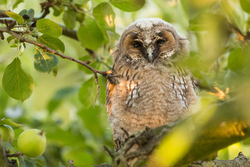 Juvenile long-eared owl in the morning sun