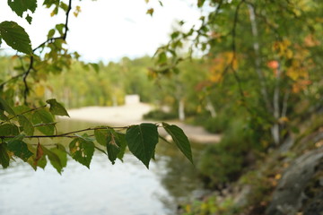 leaves in water