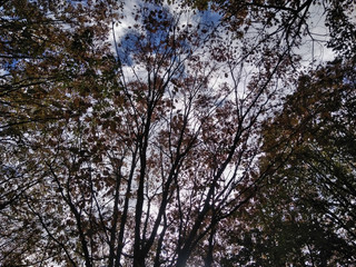 Ramas de árboles con hojas y el cielo de fondo