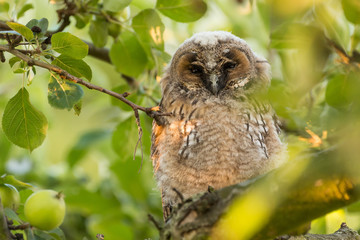 Juvenile long-eared owl in the morning sun