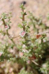 Found throughout the Southern Mojave Desert, including here in the town of Landers, is an invasive plant introduced from Eurasia, known commonly as Russian Thistle, and botanically as Salsola Tragus.