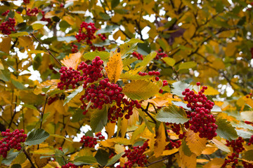 Bright colors of glod in the fall