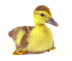yellow duckling on white