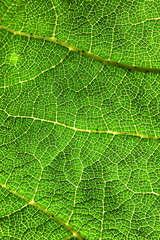 A close up of a bright green leaf showing the vein network