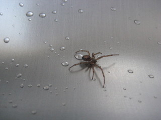 Araña avanzando entre gotas de agua en un fregadero de acero inoxidable