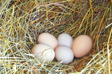 eggs in nest