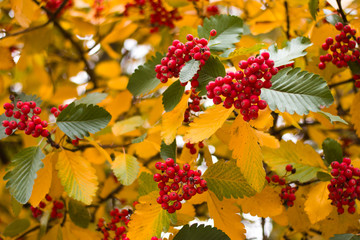 Bright colors of glod in the fall