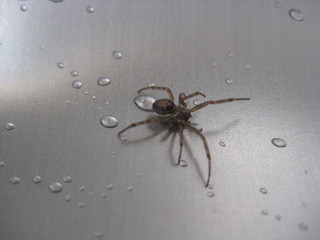 Araña avanzando entre gotas de agua en un fregadero de acero inoxidable