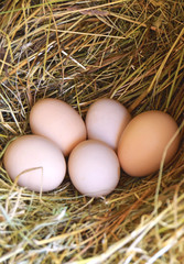 eggs in nest