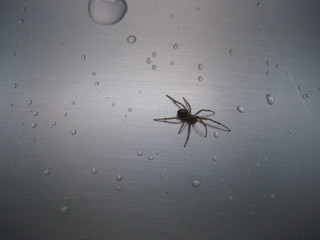 Araña avanzando entre gotas de agua en un fregadero de acero inoxidable