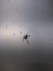 Araña avanzando entre gotas de agua en un fregadero de acero inoxidable