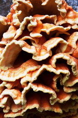 A fine example of chicken of the woods growing on a tree