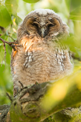 Juvenile long-eared owl in the morning sun