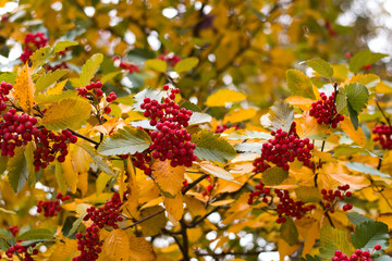 Bright colors of glod in the fall