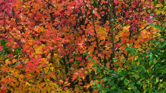 Autumn, MAPLE - ARCE, Spain, Europe