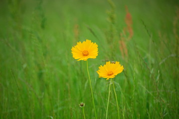 キバナコスモス