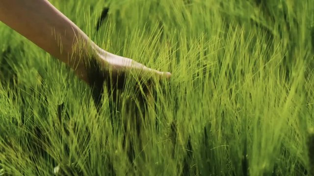 Beautiful Woman&rsquo;s hand touching high grass. Slow motion of woman&rsquo;s Fingers with nice manicure enjoying Nature. Touching high green stems on the field. Windy summer weather.