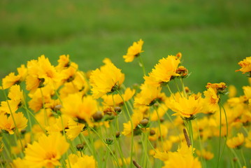 キバナコスモス