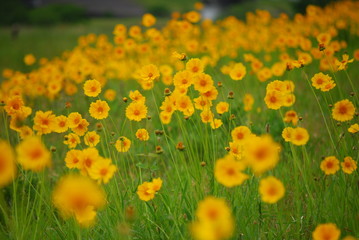 キバナコスモス