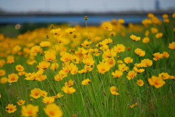 キバナコスモス