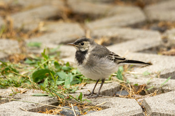 The young white wagtail (Motacilla alba)