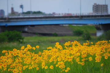 キバナコスモス