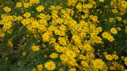 flower, yellow, field, nature, spring, plant, flowers, agriculture, green, blossom, summer, meadow, bloom, beauty, color, rapeseed, flora, garden, beautiful, farm, floral, grass, canola, oilseed, rura