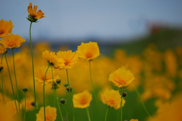 キバナコスモス