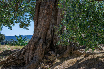 The trunk of old olive tree.