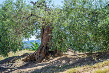 Fototapeta na wymiar Big old olive tree in the field.