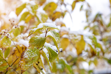 Branches of a bush with yellow leaves in the snow. First snow. Blurred white-yellow background. Autumn day.