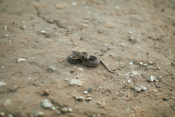 snake on a ground