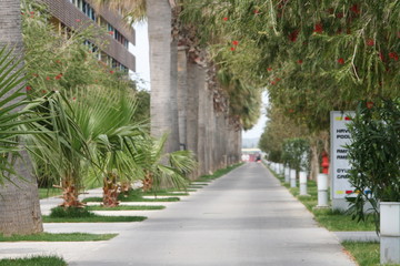 garden, path, park, tree, nature, road, green, landscape, trees, architecture, house, way, summer, walkway, street, building, stone, grass, flower, sky, gardening, footpath, walk, alley, plant