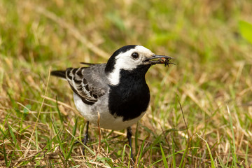 The adult white wagtail (Motacilla alba) hunting, with a fly in beak