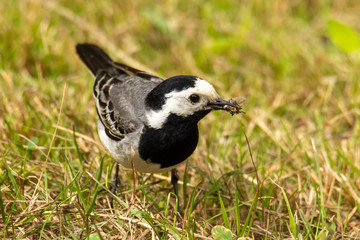 The adult white wagtail (Motacilla alba) hunting, with a fly in beak
