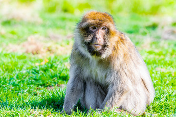 Barbary macaque monkey in zoo on a sunny summer day.