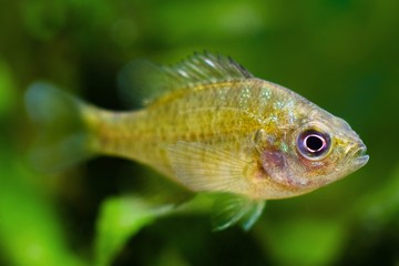 redbreast sunfish, Lepomis auritus, juvenile freshwater fish species in nature aquarium, highly adaptable invasive and ornamental predator from North America in temperate European biotope