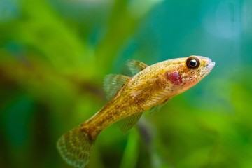 Perccottus glenii, Chinese sleeper, juvenile freshwater fish species in nature aquarium, dangerous...