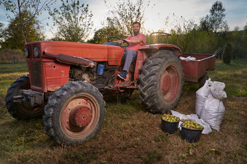 Obraz premium Farmer ready to load walnuts with his tractor
