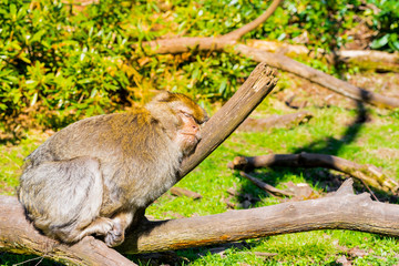 Barbary macaque monkey in zoo on a sunny summer day.