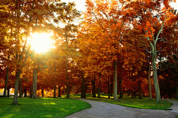 Sun shinning through vibrant autumn trees. Late day light.