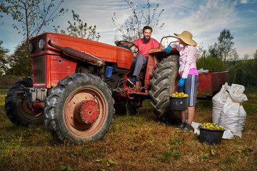 Obraz premium Farmers harvesting walnuts