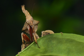 Ghost mantis out behind leaf